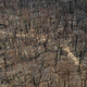 RIP, trees. :(